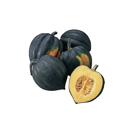 SQUASH ACORN