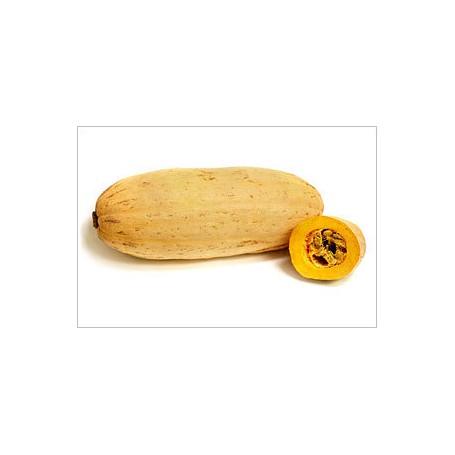 SQUASH BANANA
