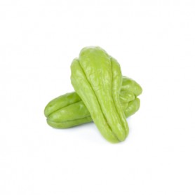 SQUASH CHAYOTE/CHOKO