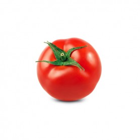 GREENHOUSE/HYDROPONIC/REGULAR TOMATOES