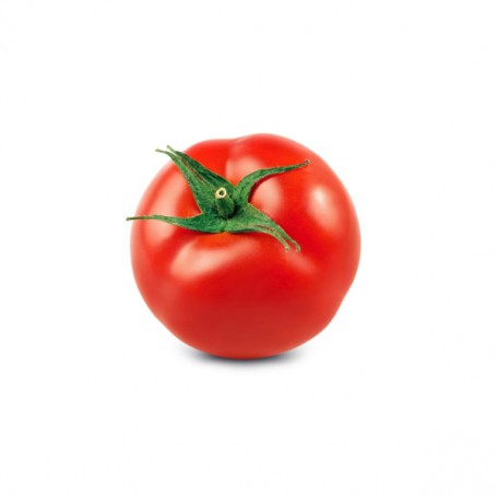 GREENHOUSE/HYDROPONIC/REGULAR TOMATOES