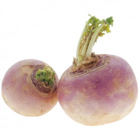 TURNIP - BUNCH/BANDED