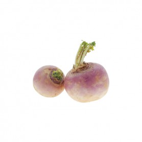 TURNIP PURPLE TOP