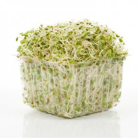 SPROUTS ALFALFA WORLD VAR 4 OZ