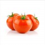 TOMATOES REGULAR