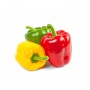 BELL FIELD GROWN PEPPERS (CAPSICUMS)