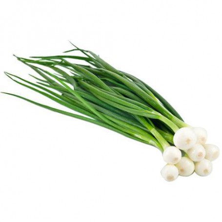 ONIONS GREEN (SCALLIONS)/SPRING