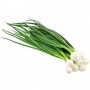 ONIONS GREEN (SCALLIONS)/SPRING