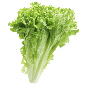 LETTUCE GREEN LEAF