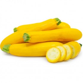 SQUASH ZUCHINNI YELLOW GOLD