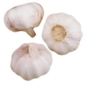 GARLIC REGULAR