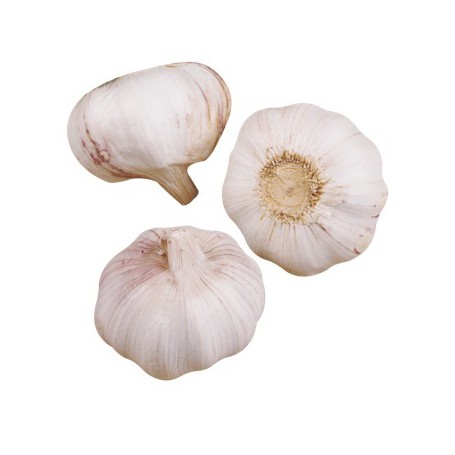 GARLIC REGULAR