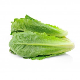 LETTUCE-ROMAINE/COS