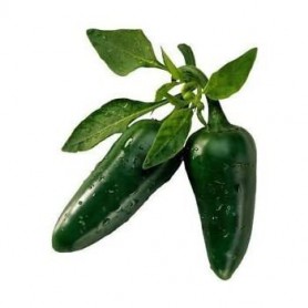 JALAPENO PEPPERS (CAPSICUMS)