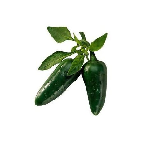 JALAPENO PEPPERS (CAPSICUMS)