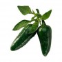 JALAPENO PEPPERS (CAPSICUMS)
