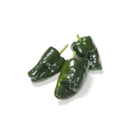 POBLANO PEPPERS (CAPSICUMS)