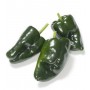 POBLANO PEPPERS (CAPSICUMS)