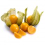 TOMATILLOS/HUSK TOMATOES TOMATOES
