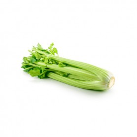 CELERY-BUNCH