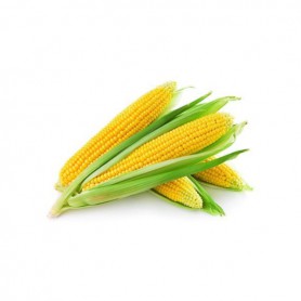 CORN SWEET YELLOW CORN
