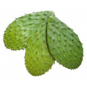 CACTUS LEAVES (NOPALES/CACTUS PADS)