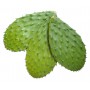 CACTUS LEAVES (NOPALES/CACTUS PADS)