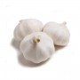 GARLIC REGULAR
