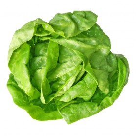 BOSTON/BUTTER LETTUCE