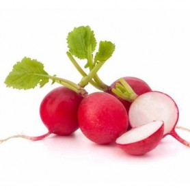 RADISH RED