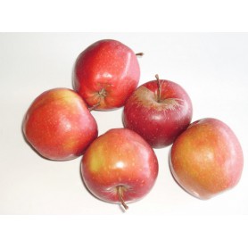 APPLES, LOCHBUIE