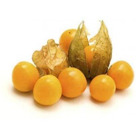 PHYSALIS/CAPE GOOSEBERRY/GROUND CHERRY