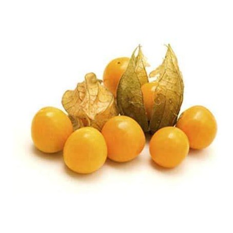 PHYSALIS/CAPE GOOSEBERRY/GROUND CHERRY