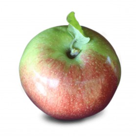 APPLES - MACOUN