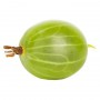 GOOSEBERRIES BERRIES