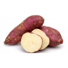 SWEET POTATO BONIATO