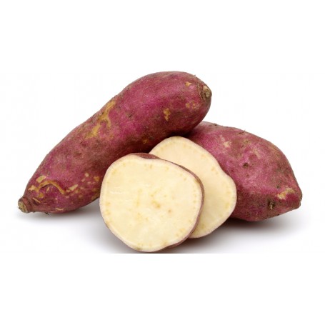 SWEET POTATO BONIATO