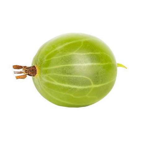 GOOSEBERRIES BERRIES